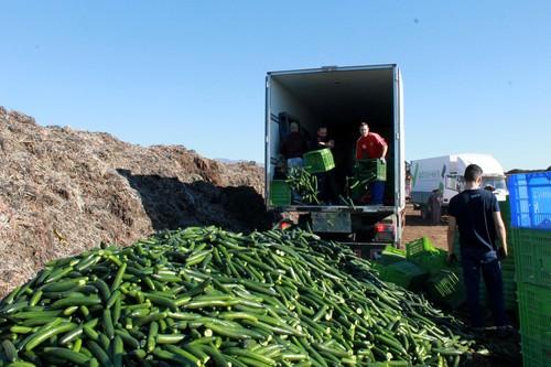 Las comercializadoras retiran del mercado más de 100.000 de kilos de pepino