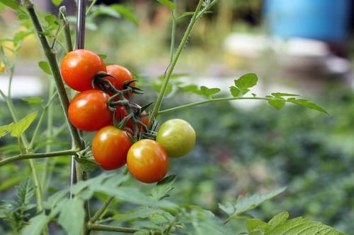 La competencia y la climatología merman la producción de tomate en el último año