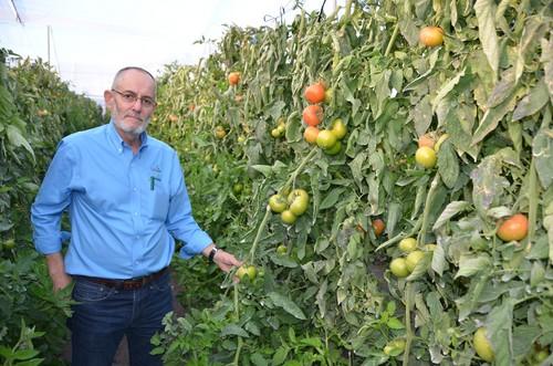 Seminis refuerza su posición en tomate en la zona tomatera de Murcia con Calero, Relevo y Calabardina