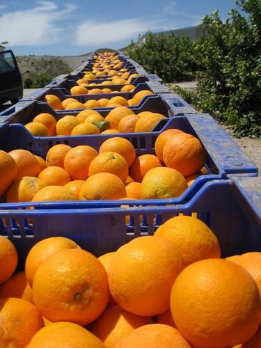 ASAJA denuncia que los precios de los cítricos continúan en descenso, con la naranja como uno de los más perjudicados
