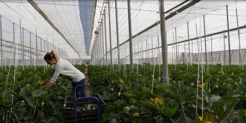Los trabajadores agrarios por cuenta ajena en situación de inactividad pueden diferir el ingreso de sus cuotas