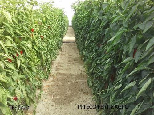 El programa de fertilización Integral ECO de Fertinagro Biotech incrementa un 29 % la producción de pimiento en Almería