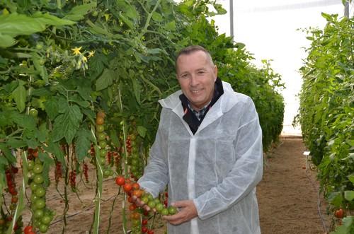ISI Sementi muestra su amplia oferta en diversas tipologías de tomate adaptadas al cultivo de Almería