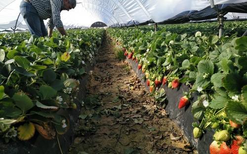 Ecoculture consigue reducir al 95% la incidencia de puntas blandas en fresas en fincas onubenses