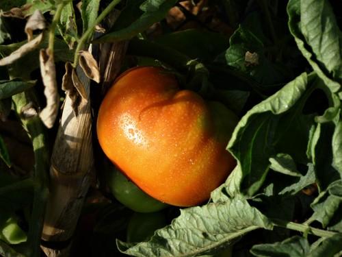 Convierten los restos del cultivo de tomate en un producto de bioprotección