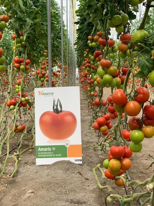 La casa de semillas Hazera España presenta “Amaris”, su nueva variedad en tomate suelto