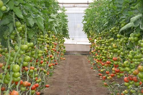 Las variedades de tomate suelto 74-340 RZ y 74-342 RZ aportan más resistencias y un cultivo muy estable durante todo el ciclo