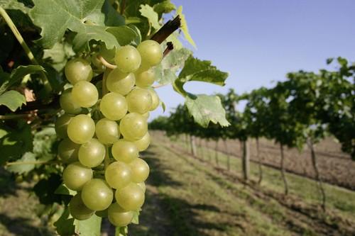 ASCENZA amplía la familia Spyrit con dos nuevas soluciones anti mildiu para viña