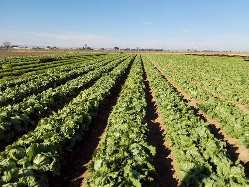 Asia Fruit Logistica y Cajamar organizan una jornada en Murcia sobre las posibilidades reales de negocio de las empresas hortofrutícolas de la Región en Asia