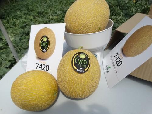 SVMG 7420, el nuevo galia de Seminis de siembra media-tardía ideal para cultivo ecológico