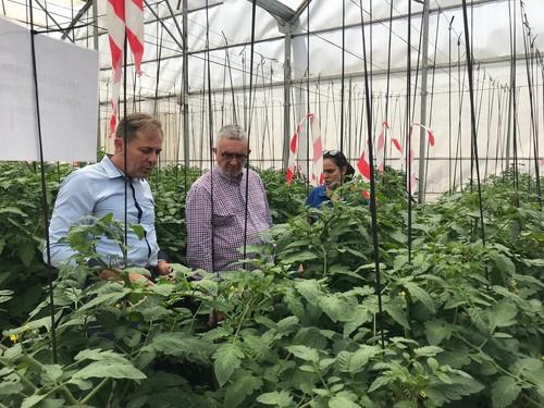 Los estudios en cultivo de tomate con biotecnología de EDYPRO confirman mejoras pese al estrés hídrico y nutricional