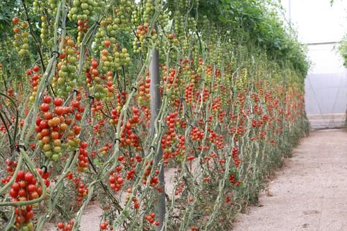 Meridiem Seeds ofrece productividad, sabor, calidad y consistencia con su cherry redondo Cherruty
