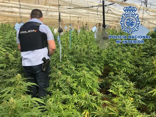 La Policía Nacional desmantela dos invernaderos en El Ejido que albergaban 650 plantas de marihuana