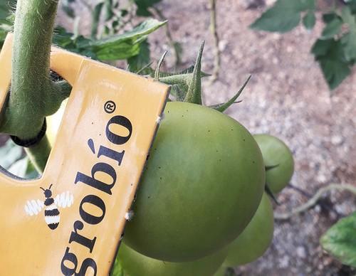 Nesidiocoris, imprescindible para el control biológico en tomate