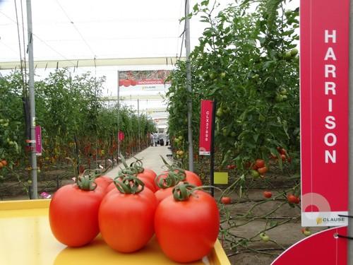 HM.CLAUSE propone la firmeza, el color y sabor de Harrison para el mercado de tomate pera de exportación