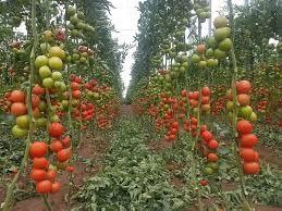 COEXPHAL denuncia que la compraventa de tomate marroquí y su comercialización como almeriense hunde al campo de la provincia