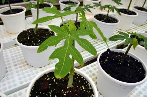 Semilleros Laimund intensifica la labor de su laboratorio con ensayos en pistacho y producción ‘in vitro’ de papaya