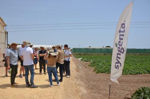 Producción y sostenibilidad, apuesta de Syngenta en el cultivo de melón y sandía
