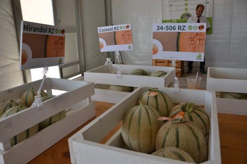 Rijk Zwaan disecciona el mercado del melón y la sandía en un evento internacional donde aporta sus ‘soluciones globales’
