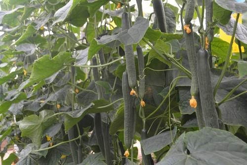 El pepino holandés con genética SmartQ ofrece sanidad de planta, producción y una calidad de fruto excepcional