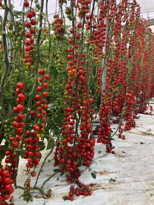 De Ruiter ofrece la mayor gama de portainjertos de tomate con baluartes como DR0141TX, Vitalfort y Dynafor
