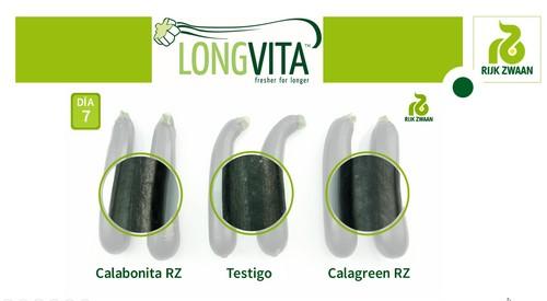 Longvita, el nuevo concepto de variedades de calabacín que se mantienen más frescos durante más tiempo