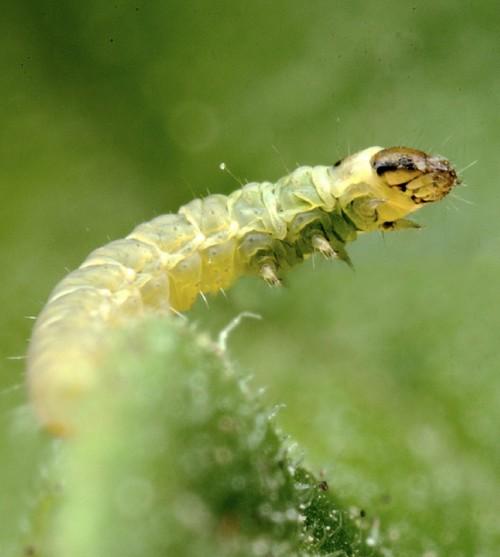 LIDA Plant Research lanza al mercado ECOTHRIN®, primer insecticida ecológico para combatir la Tuta absoluta