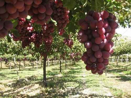 Destruyen una partida de uva de mesa roja de Grecia en Holanda por contener el doble de etefón del permitido