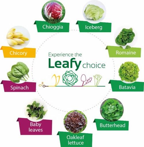 'Experience the Leafy Choice', un nuevo eslogan para el cultivo de hoja Vilmorin-Mikado