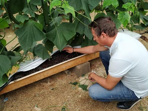 Vellsam acelera el crecimiento de las raíces en cultivo de pepino y calabacín en sus últimos ensayos