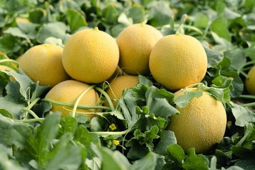 Hazera España presenta Sirope, su variedad de melón para plantaciones de marzo con una alta productividad