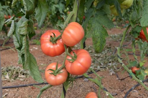 Los tomates de la casa de semillas Yuksel Seeds cuentan con una dureza excepcional y un gran sabor