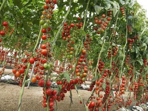 La Junta despliega una batería de medidas fitosanitarias para aislar el virus rugoso del tomate en coordinación con el sector