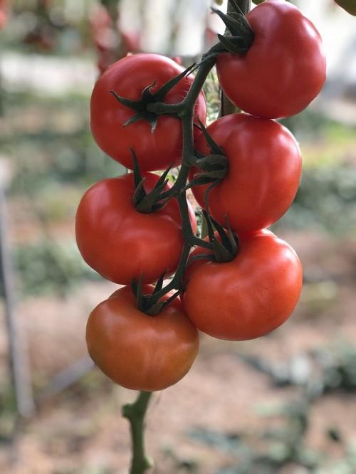 Barbarela F1, el nuevo tomate rama de Vilomorin Ibérica idóneo para ciclos cortos y largos que posee un color rojo intenso