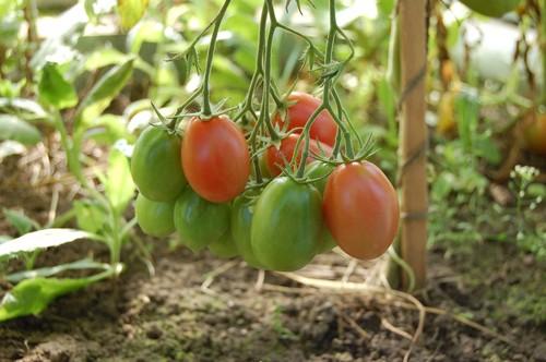 ASAJA señala que el precio del tomate baja esta campaña un 29%