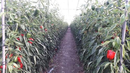 Líquidos de eficiencia potenciada, la solución de Fertinagro Biotech para disminuir la contaminación por nitratos en la fertirrigación de cultivos hortícolas