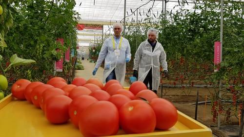 Los tomates Harrison, Sargento, Ambrosía y Celinda presumen de calidad en las jornadas de HM.CLAUSE en Almería