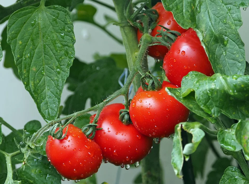 El Puesto de Control Fronterizo de Almería inspecciona el 0,2% del total del tomate marroquí que llega a la Unión Europea