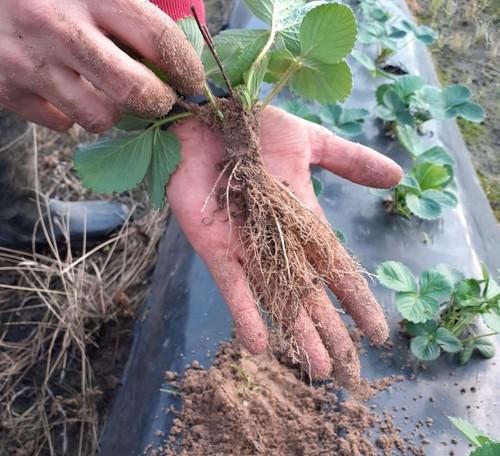 Vellsam mejora el enraizamiento y crecimiento en cultivo de fresa en ensayos desarrollados en Huelva