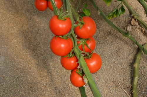 Nuevas claves genéticas sobre el tamaño del tomate