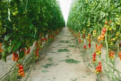 Francia destruye una partida de tomate cocktail marroquí por contener un pesticida prohibido
