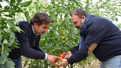 Ecoculture Biosciences recomienda el consumo de tomate y pimiento para potenciar el sistema inmune