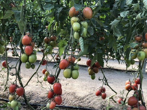 Syngenta despliega en Murcia su amplio portfolio de tomate