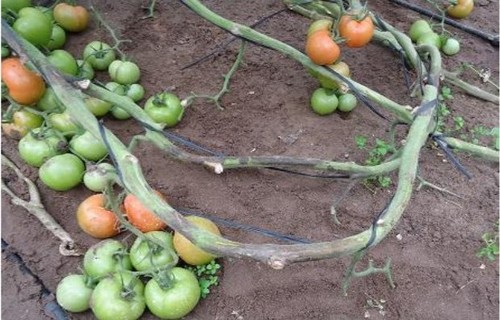 Las condiciones óptimas para la mancha negra del tomate son los 20-25 grados y la alta humedad