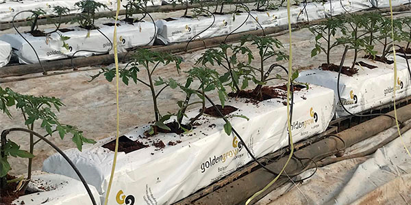 La importancia de establecer estrategias de riego en un cultivo de tomate a partir de las características de la fibra de coco
