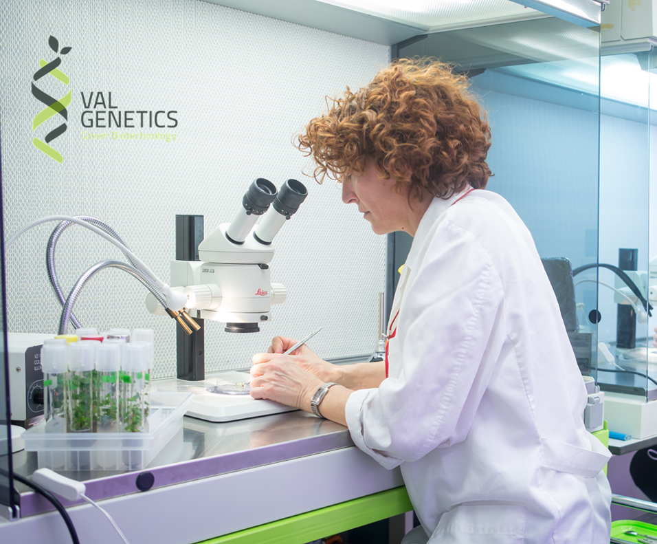 ValGenetics participa en un interesante Webinar sobre edición genética en producción vegetal