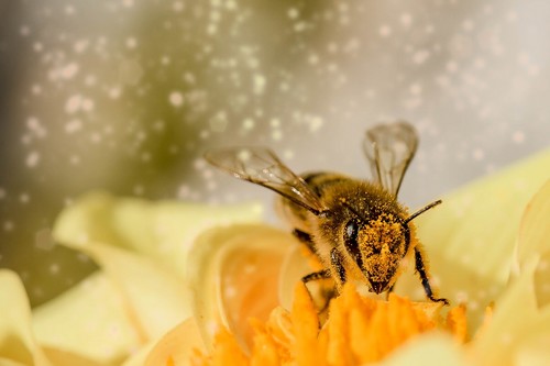 La UAL idea un nuevo sistema de biomonitorización utilizando abejas como ‘centinelas’ de la contaminación ambiental