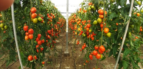 Azovian, el nuevo tomate pera de gran calibre y sabor de Nunhems