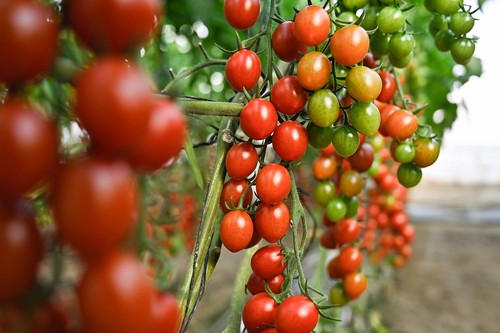 HM.CLAUSE, líder en cherry, se gana al productor de tomate de otras tipologías