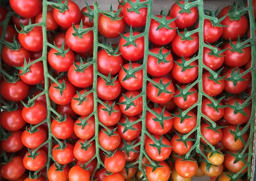 Salathor y Elvys (ISI 82205), pilares  de garantía de ISI Sementi en tomate